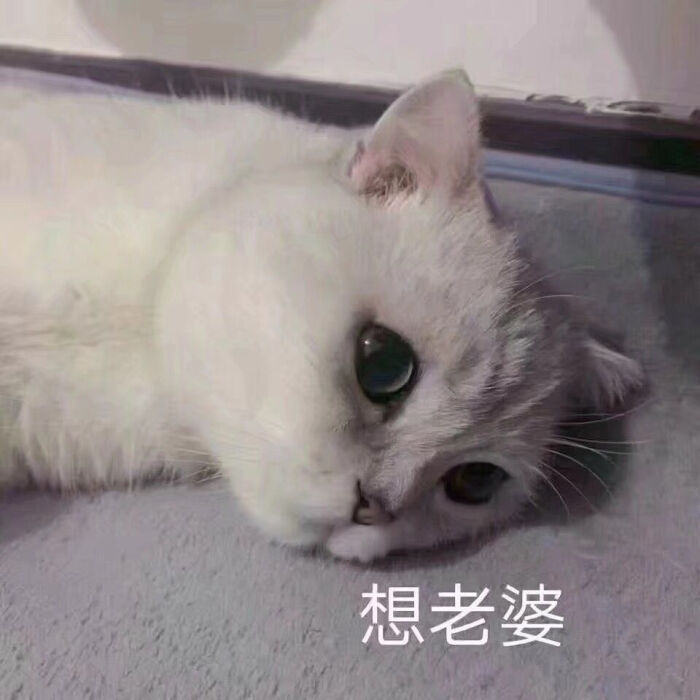 软妹可猫咪表情包