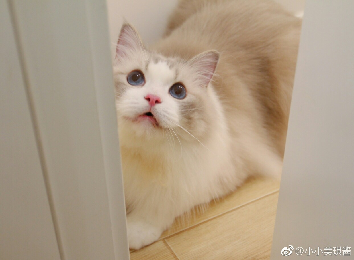 布偶猫 