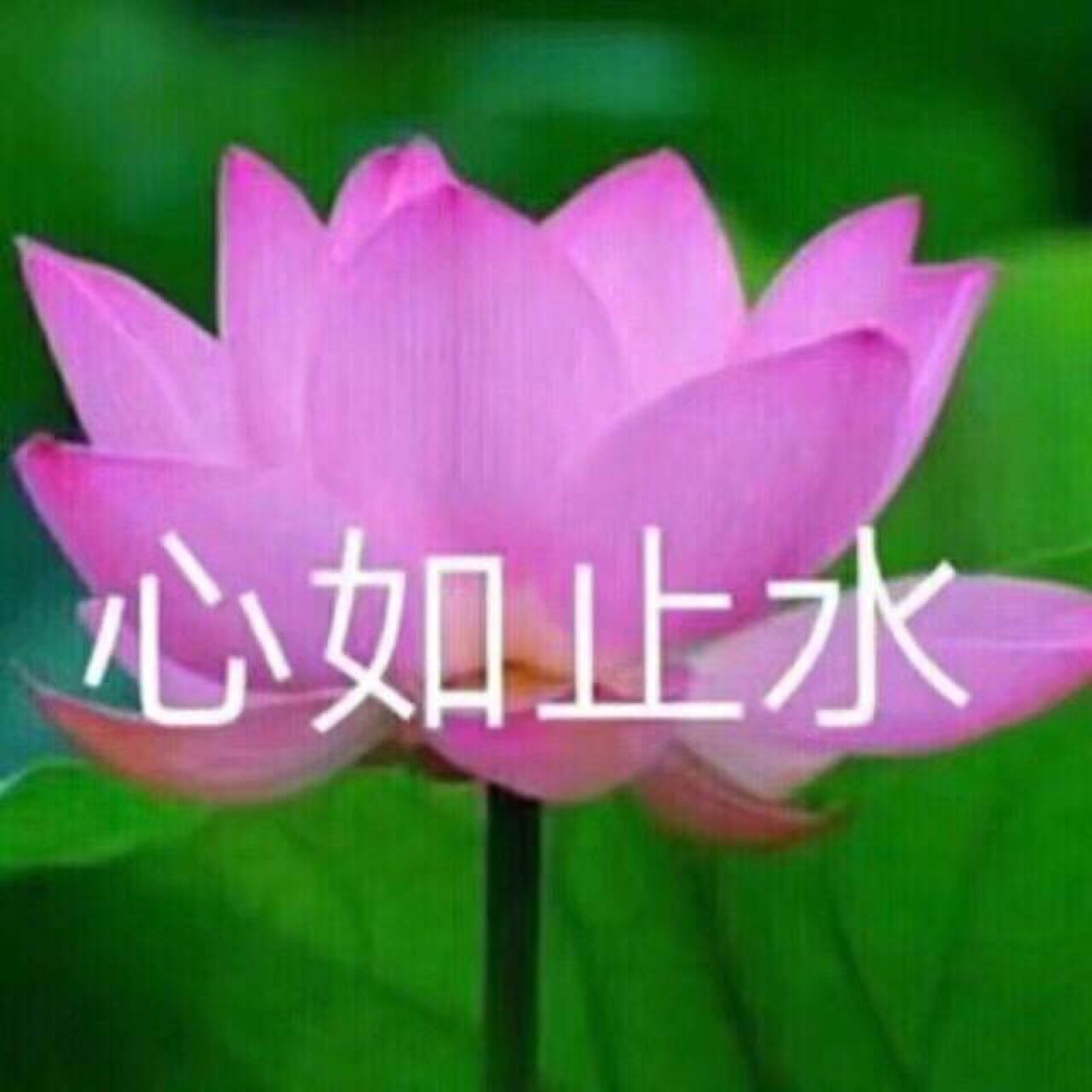 莲花表情包