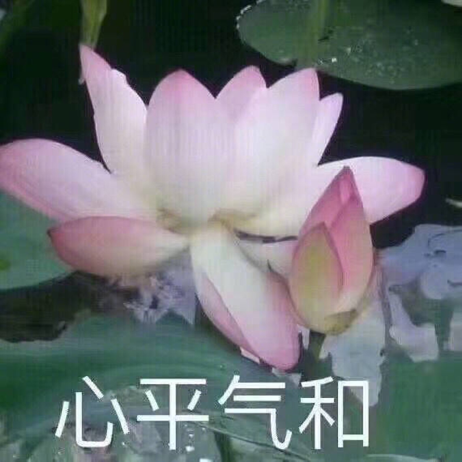 莲花表情包