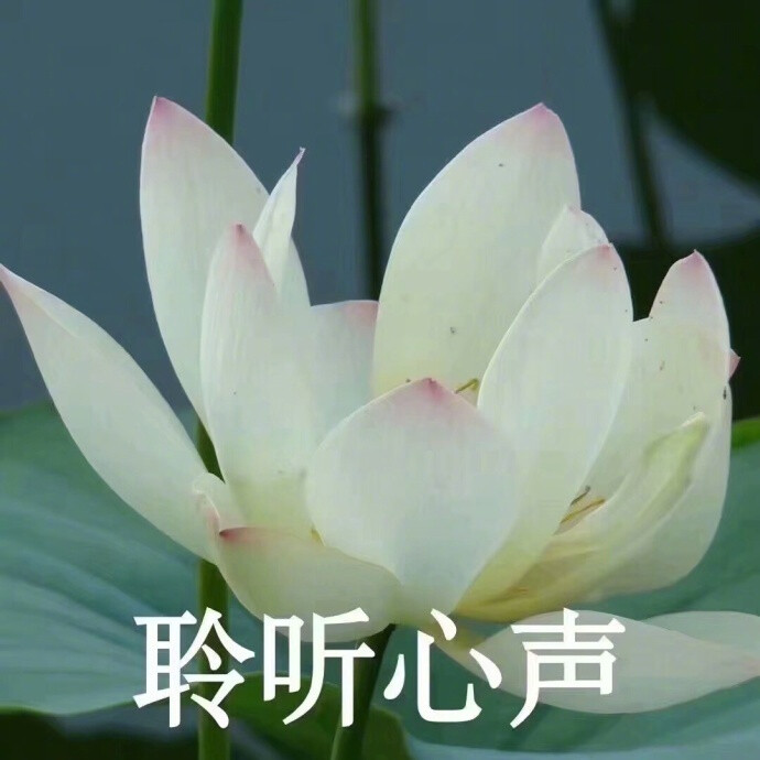 这些花儿送给自己,放松心情,一切随缘