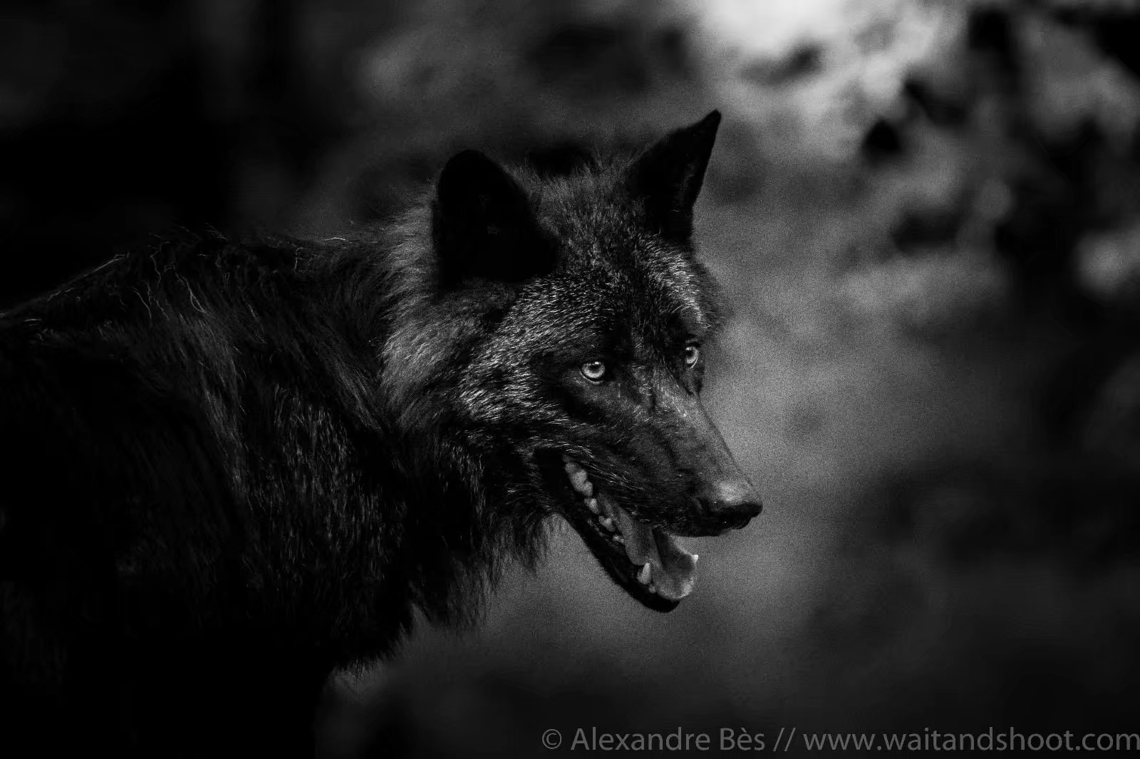 狼#摄影师alexandre bès镜头下的黑狼