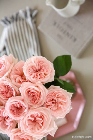 用花说晚安# 荔枝玫瑰,是玫瑰花中最香的品种之一,她水果味的香气