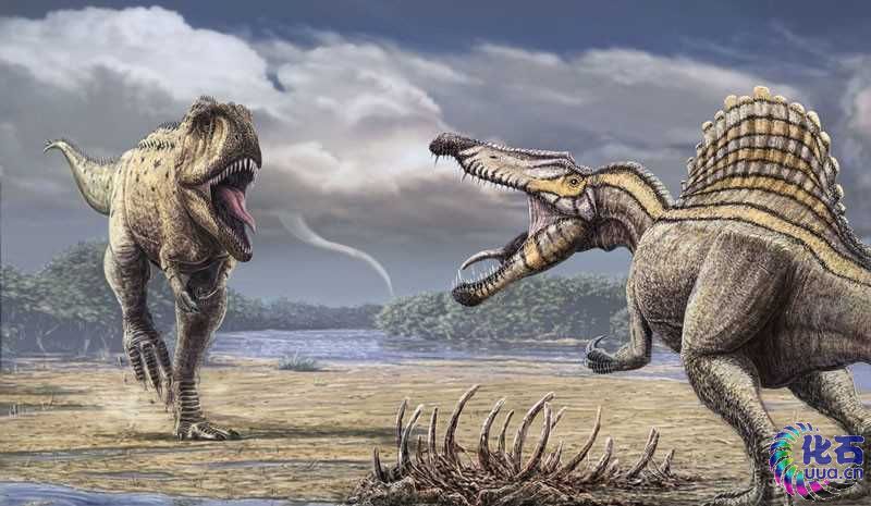 棘龙,是最大的兽脚亚目恐龙,生存于晚白垩世的非洲,约为14400万年前到