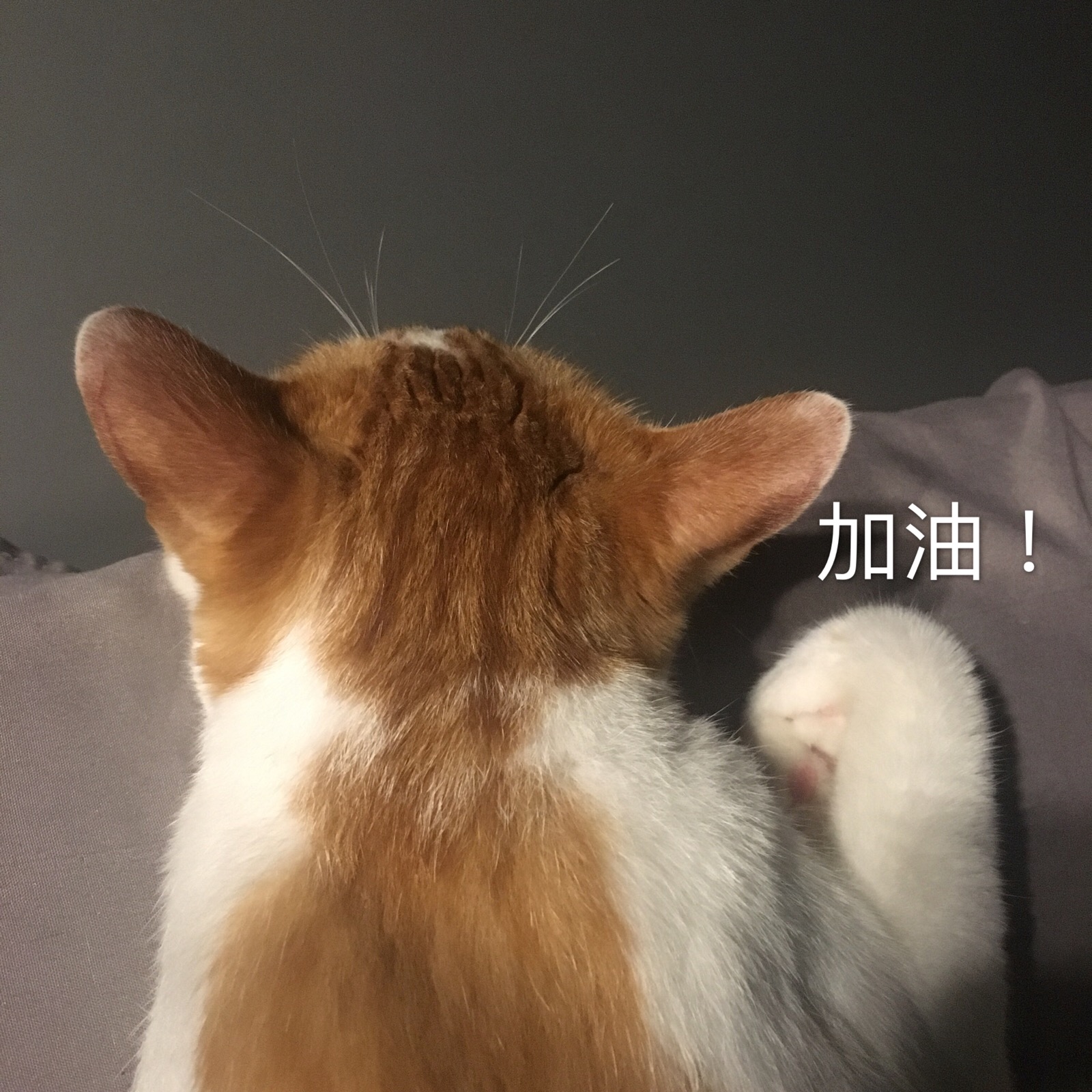 加油猫表情包自作