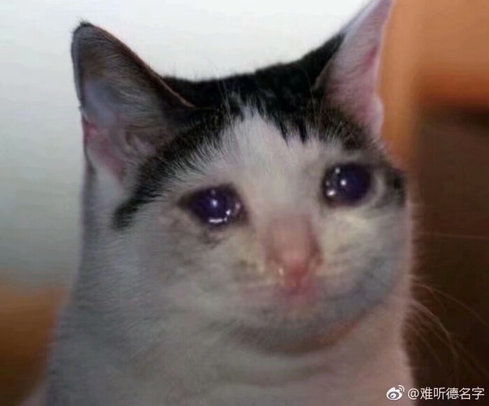 流泪猫猫头