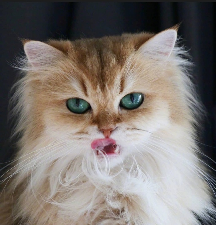 这只猫名叫smoothie,一身蓬松的毛发,还有一双绿宝石的眼睛,好可爱.