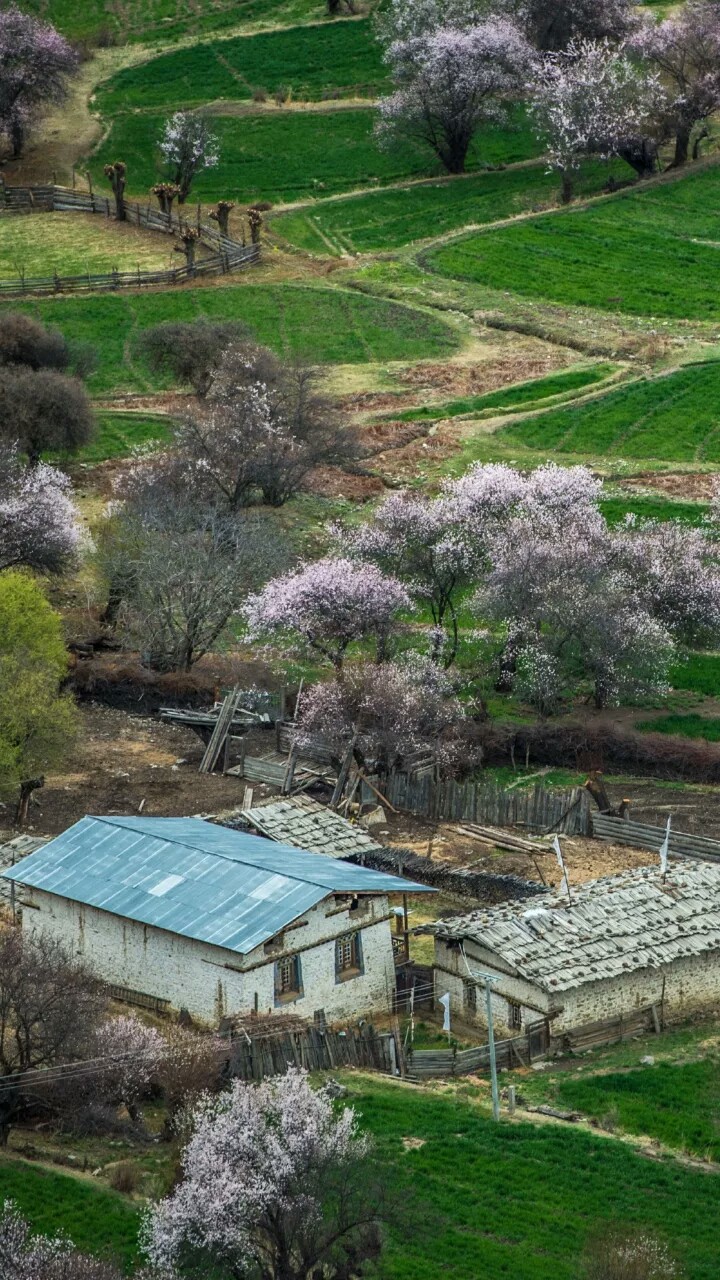 西藏林芝