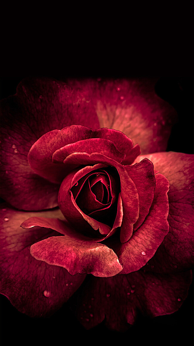 深红色玫瑰花朵背景 html素材网