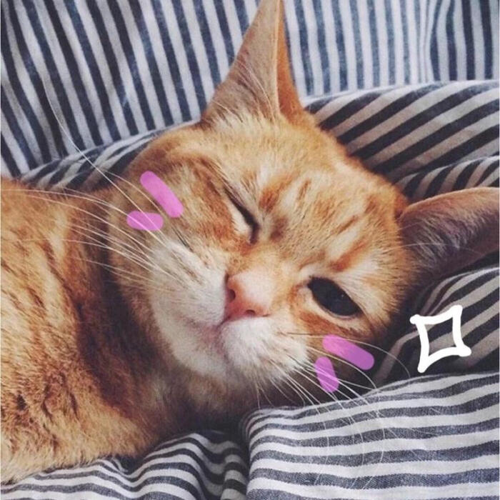 小猫咪 大眼萌