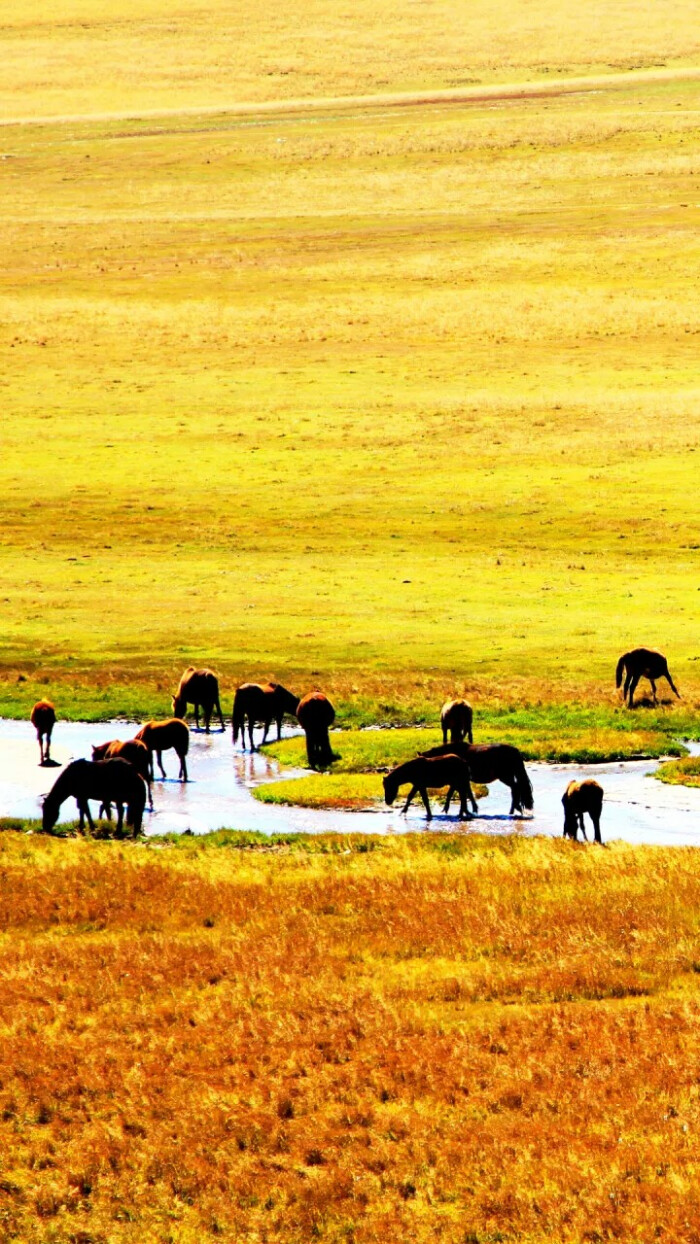 贡格尔草原内蒙古