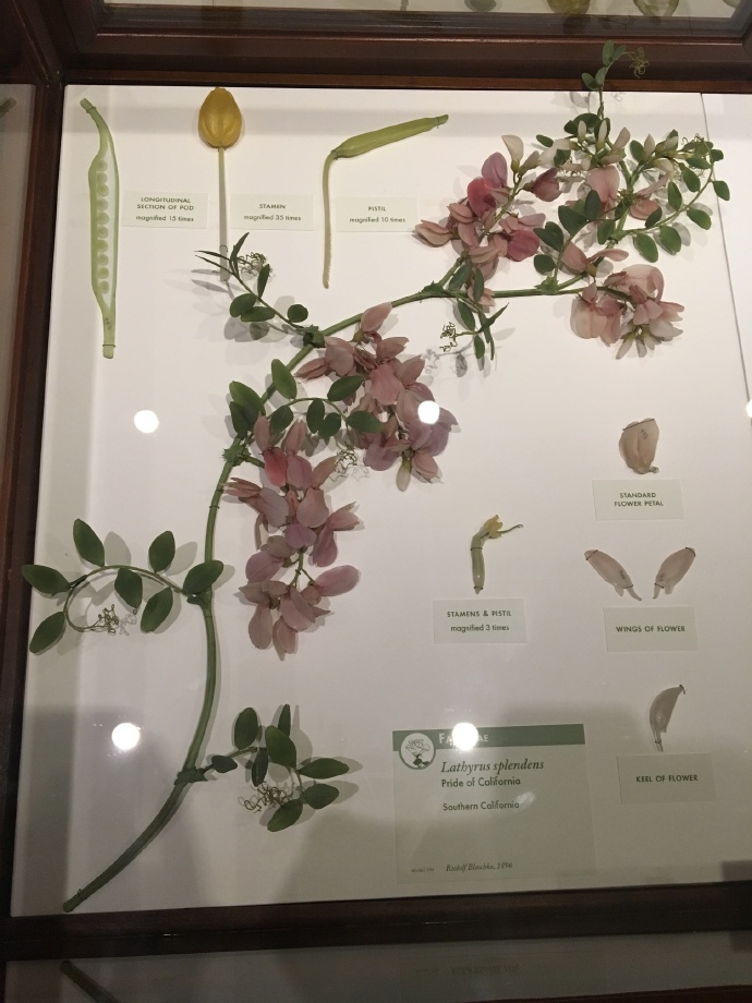 哈佛大学委托德国的布拉斯卡父子制作了将近4400件植物标本,其细节
