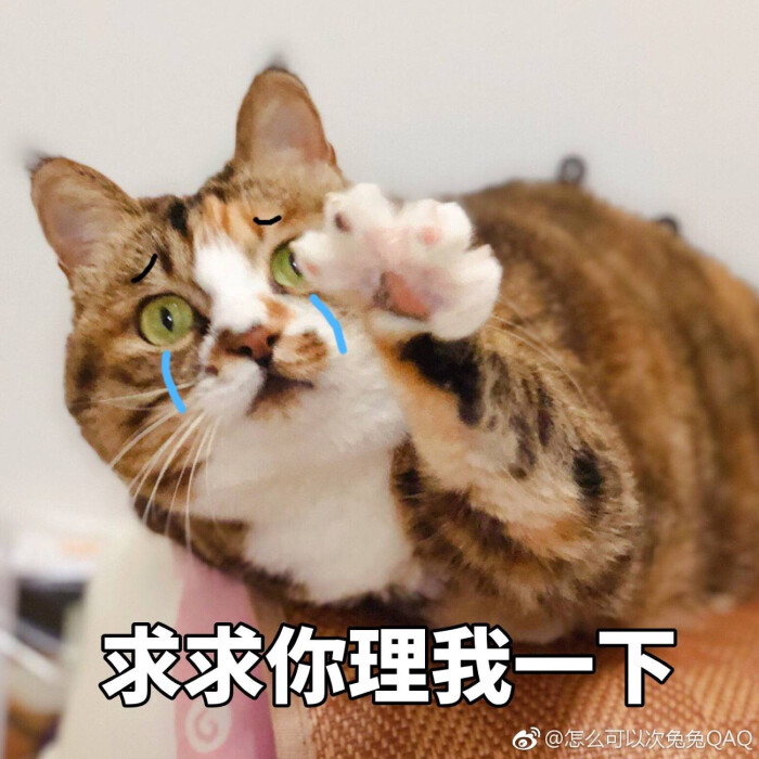 猫表情包 求求你理我一下