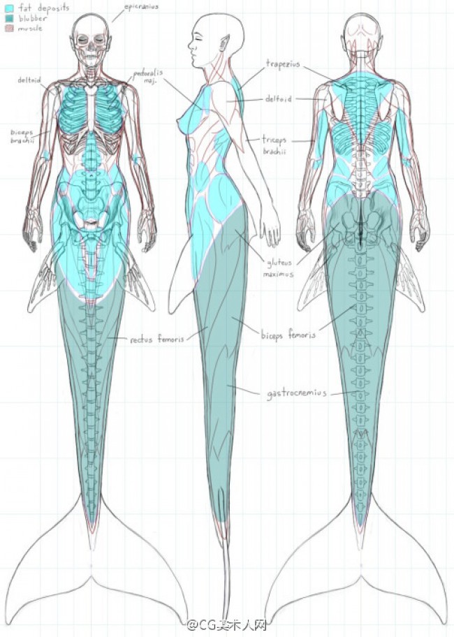 美人鱼的骨骼结构