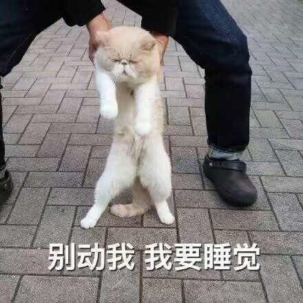 猫表情包可爱 困