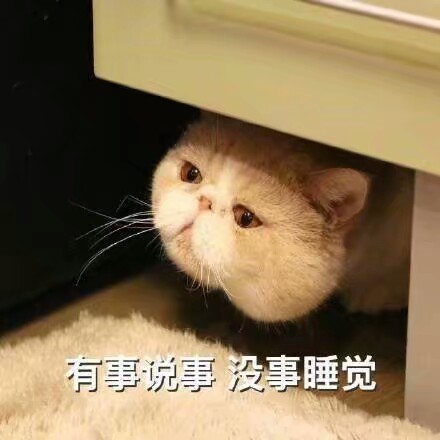 猫表情包可爱 困