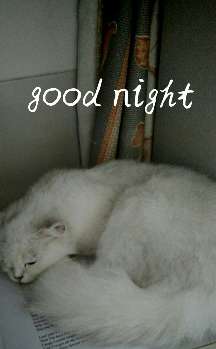 晚安 猫