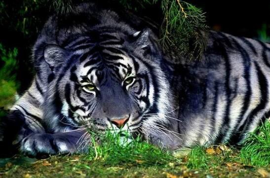 据推测,黑虎可能是像白虎一样是老虎的黑547_361