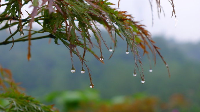 秋雨邀凉