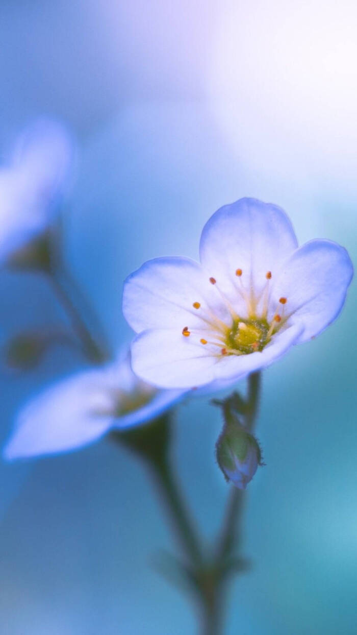 花朵壁纸