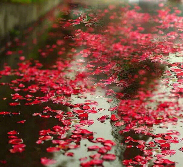 连理枝头花正开,妒花风雨便相催.愿教青帝常为主,莫遣纷纷点翠苔.