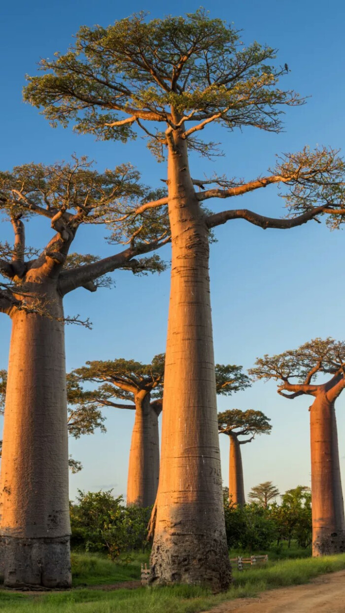 马达加斯加猴面包树