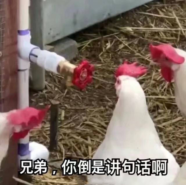 沙雕表情包