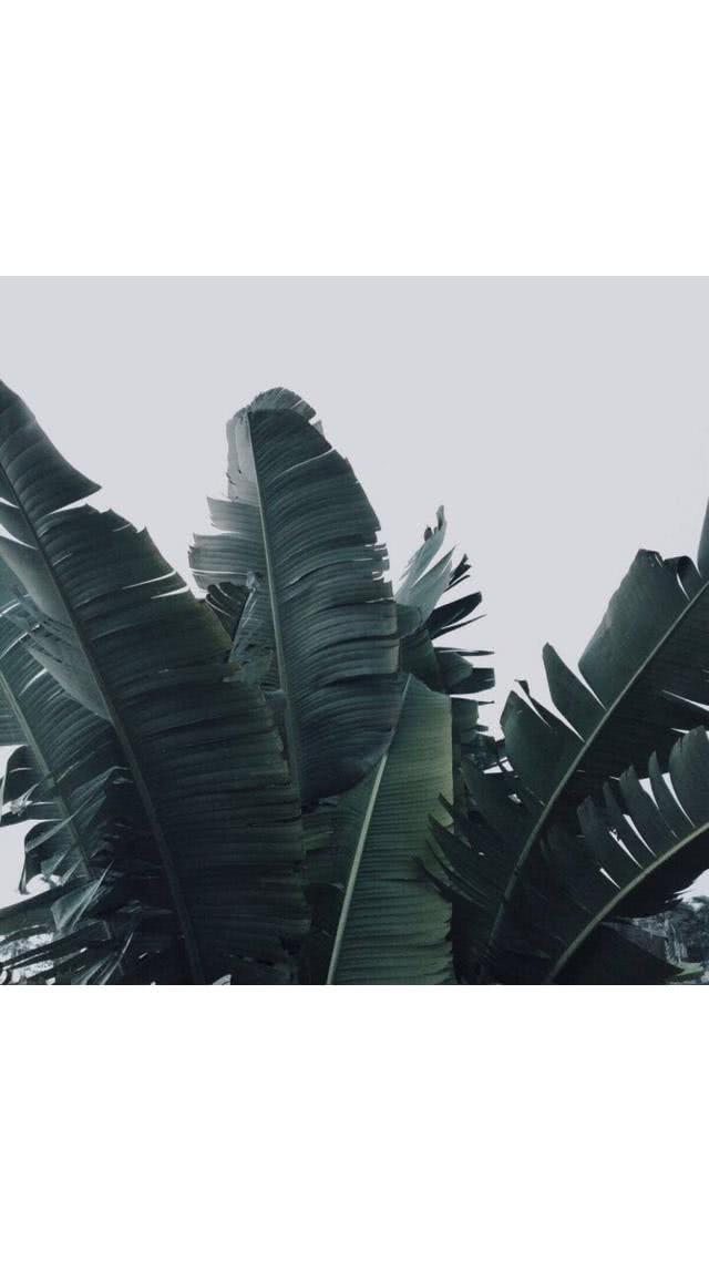 木木の背景 港风森系动漫手控
