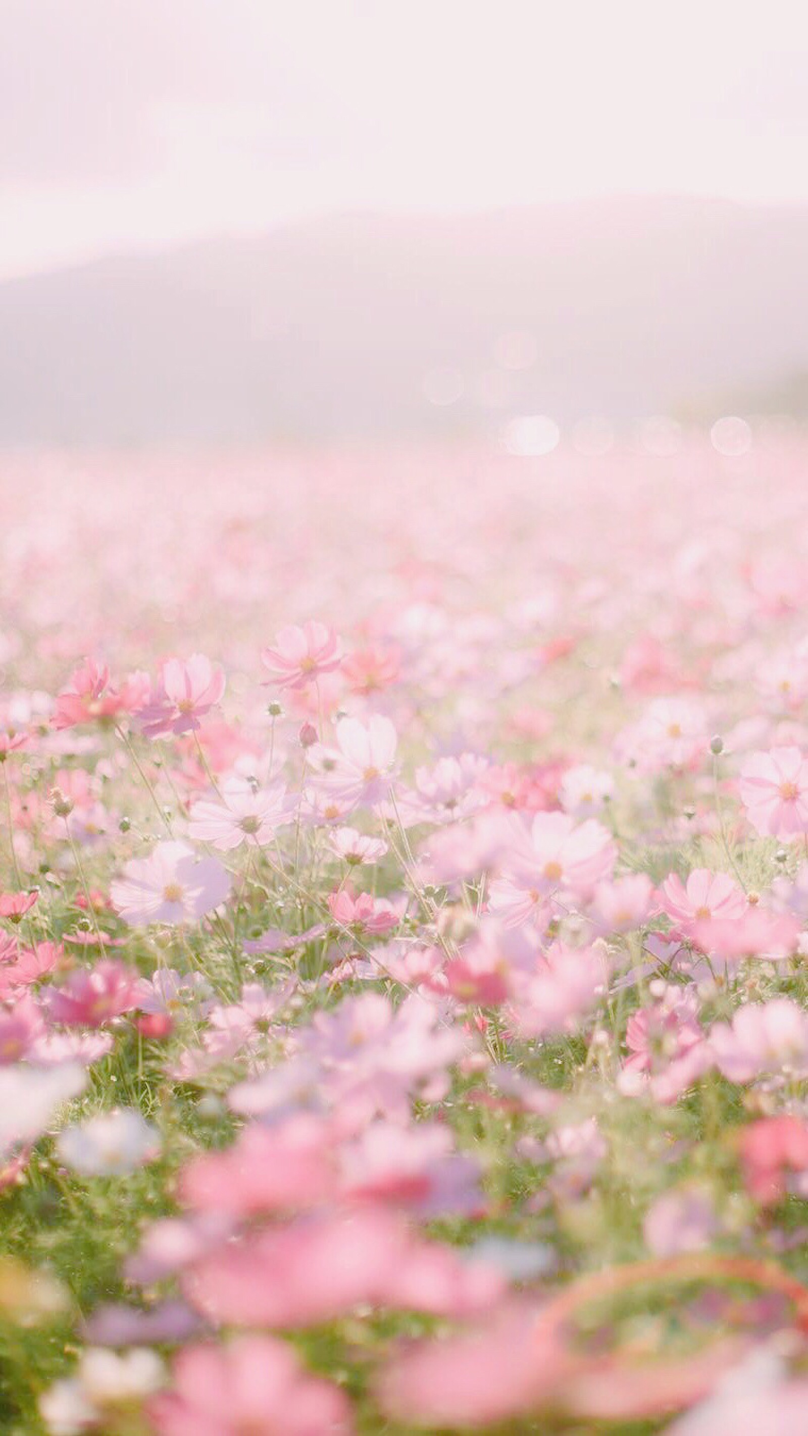 繁花壁纸