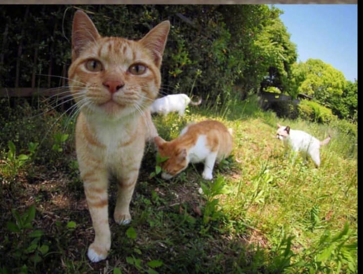 日本市井里的流浪猫.