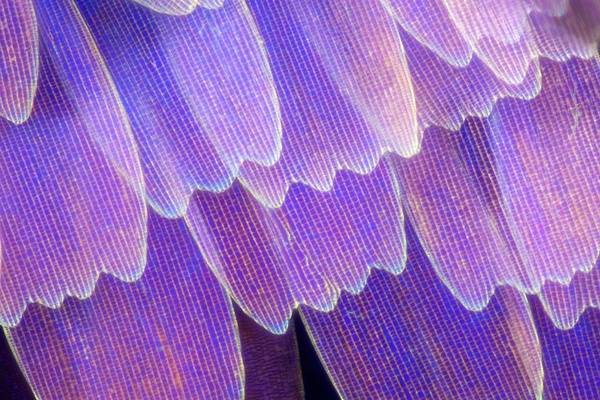 显微镜下的蝴蝶翅膀|linden gledhill