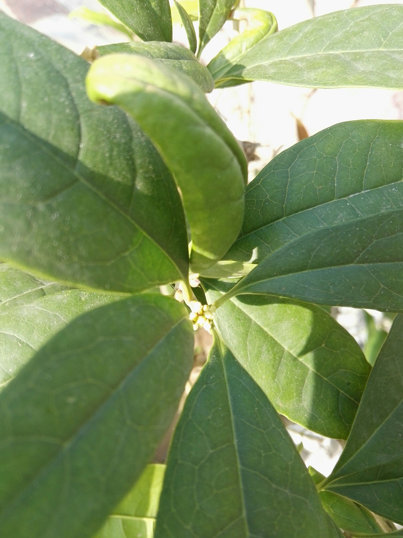 八月桂花香真的啊我的桂花树有花苞了如米粒儿