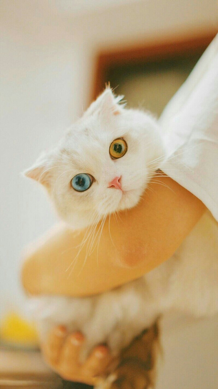 萌宠 动物 喵星人 汪星人 壁纸 萌萌哒=~ω~=