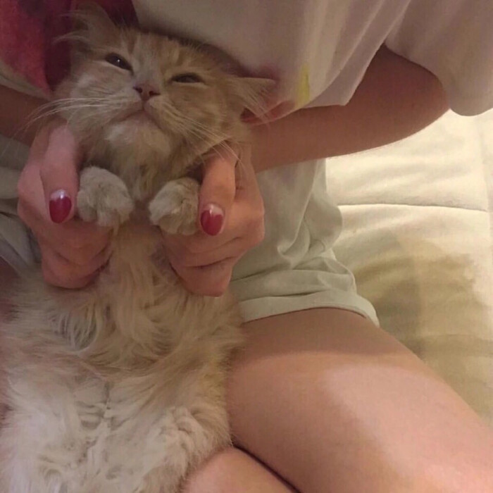 抱猫女头