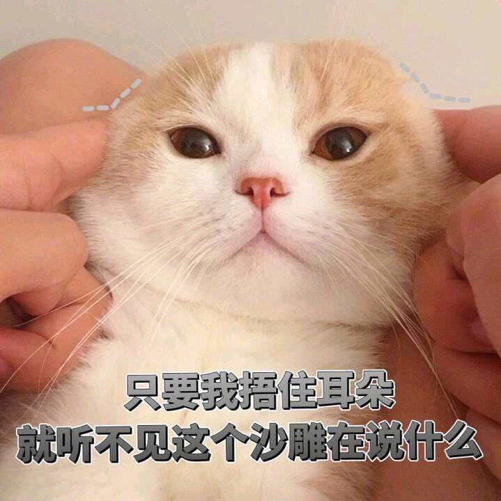 猫猫表情包