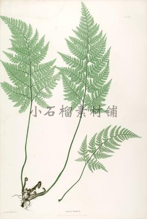 手绘复古蕨类植物叶子插画插图素描临摹样本jpg图片临摹素材23