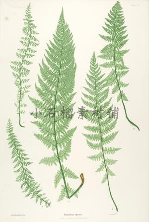 手绘复古蕨类植物叶子插画插图素描临摹样本jpg图片临摹素材23