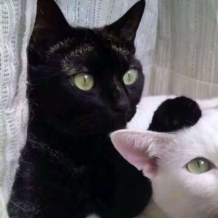 来,情侣头像!