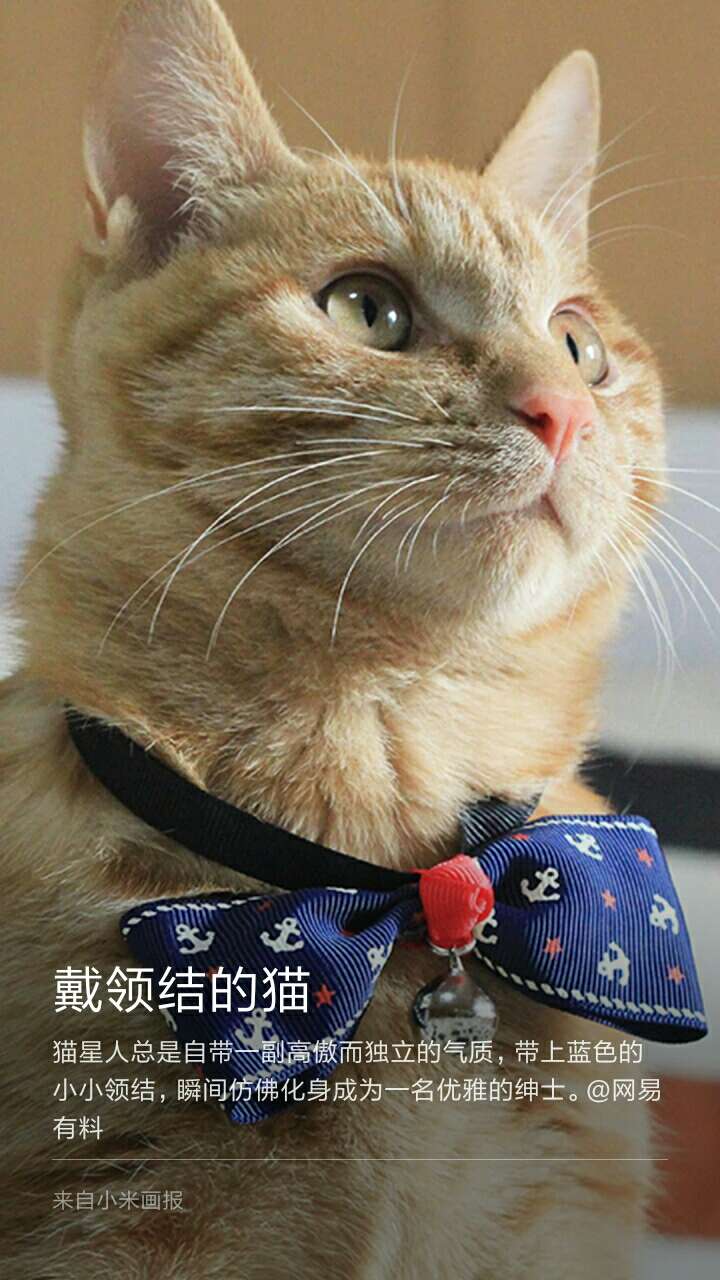 戴领结的猫