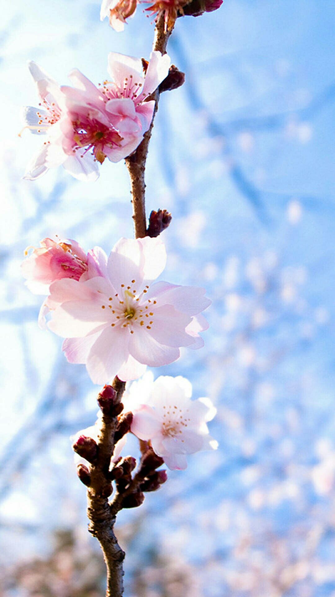 蓝樱花 堆糖网