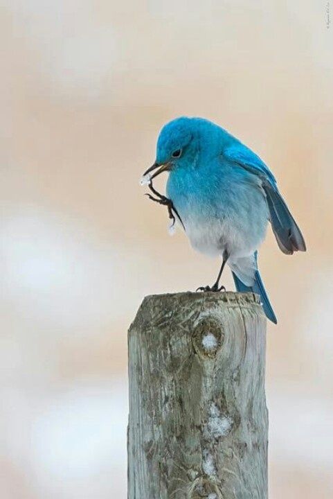 a bluebird