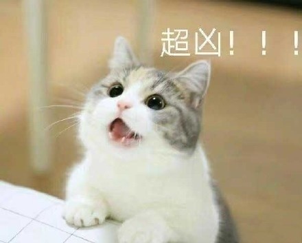 这组猫咪表情包简直萌翻了,给我吃肉肉～太可爱了