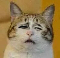 一脸懵逼?表情包(没字的图你们自行解释吧,哈哈哈)