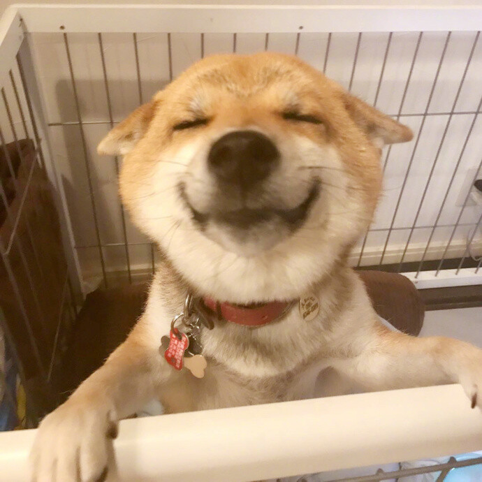 柴犬的憨厚微笑,你看我笑得好看不