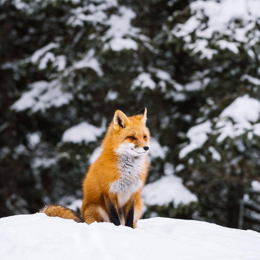 加拿大摄影师alex boudens镜头下的小狐狸