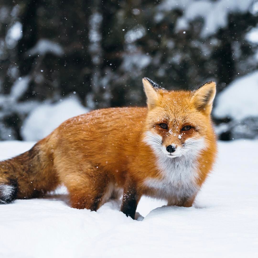 加拿大摄影师alex boudens镜头下的小狐狸
