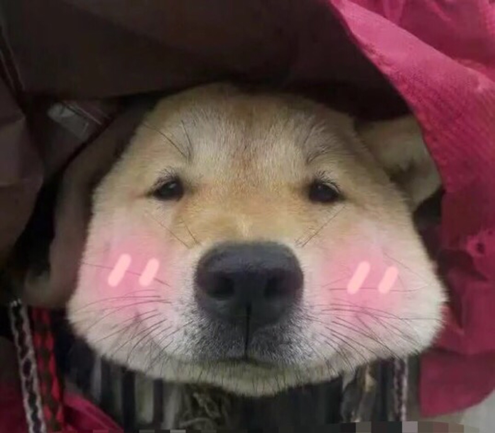 狗子猫咪大鹅