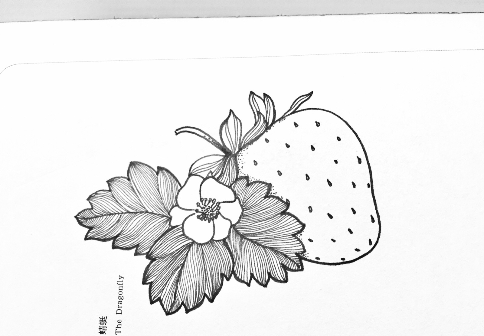 黑白花朵插画素材