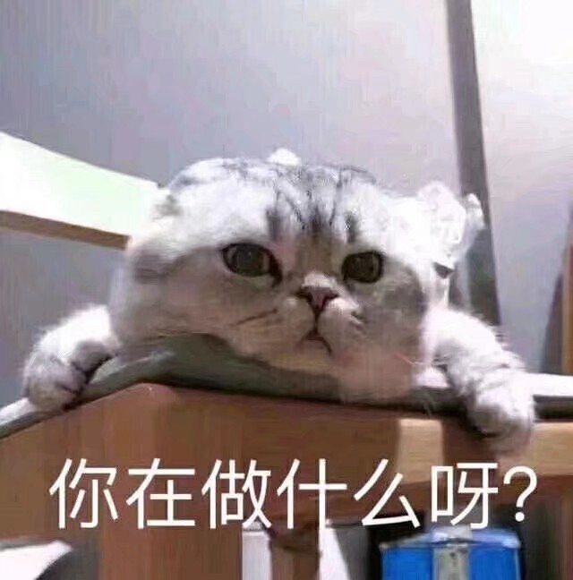 猫咪表情包