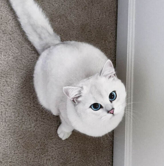 一只天生有一双蓝眼睛,还有一身白毛的猫咪,美翻了!